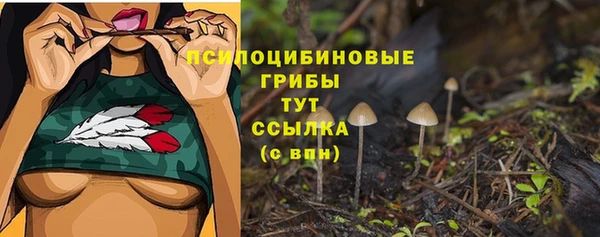 сатива Бородино